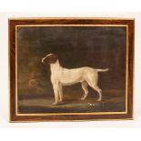 English School, 18th Century/Portrait of a Dog/oil on canvas,