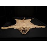 A juvenile Bengal tiger skin rug, with glass eyes and snarled expression, de-clawed,