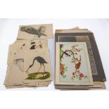 A collection of coloured engravings of birds,