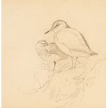 Attributed to Archibald Thorburn (1860-1935)/Sketch of Birds Resting/pencil, 9cm x 8.