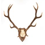 A pair of red deer antlers on a wooden shield shaped mount,