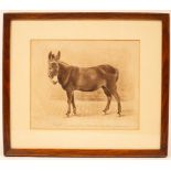 Ernest Maurice Jessop/Jacquot/portrait of the donkey that drew Queen Victoria's chair for many