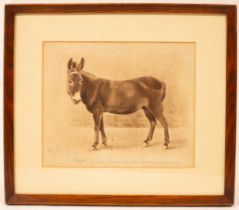 Ernest Maurice Jessop/Jacquot/portrait of the donkey that drew Queen Victoria's chair for many