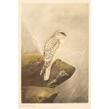 Lilian Marguerite Medland (1880-1955)/Saker Falcon/signed in pencil lower left/lithograph in