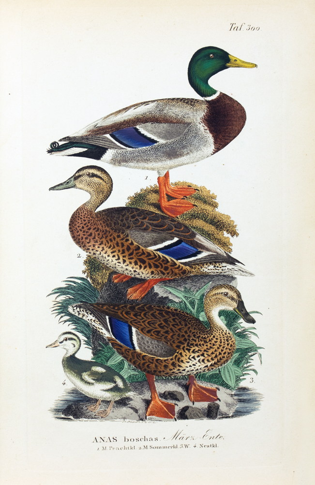 Johann Andreas Naumann. Naturgeschichte der Vögel Deutschlands, - Image 10 of 11