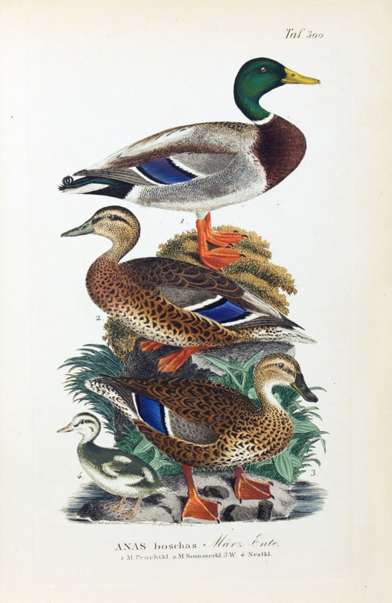 Johann Andreas Naumann. Naturgeschichte der Vögel Deutschlands, - Bild 10 aus 11
