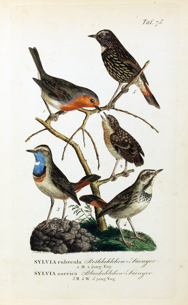 Johann Andreas Naumann. Naturgeschichte der Vögel Deutschlands, - Image 5 of 11