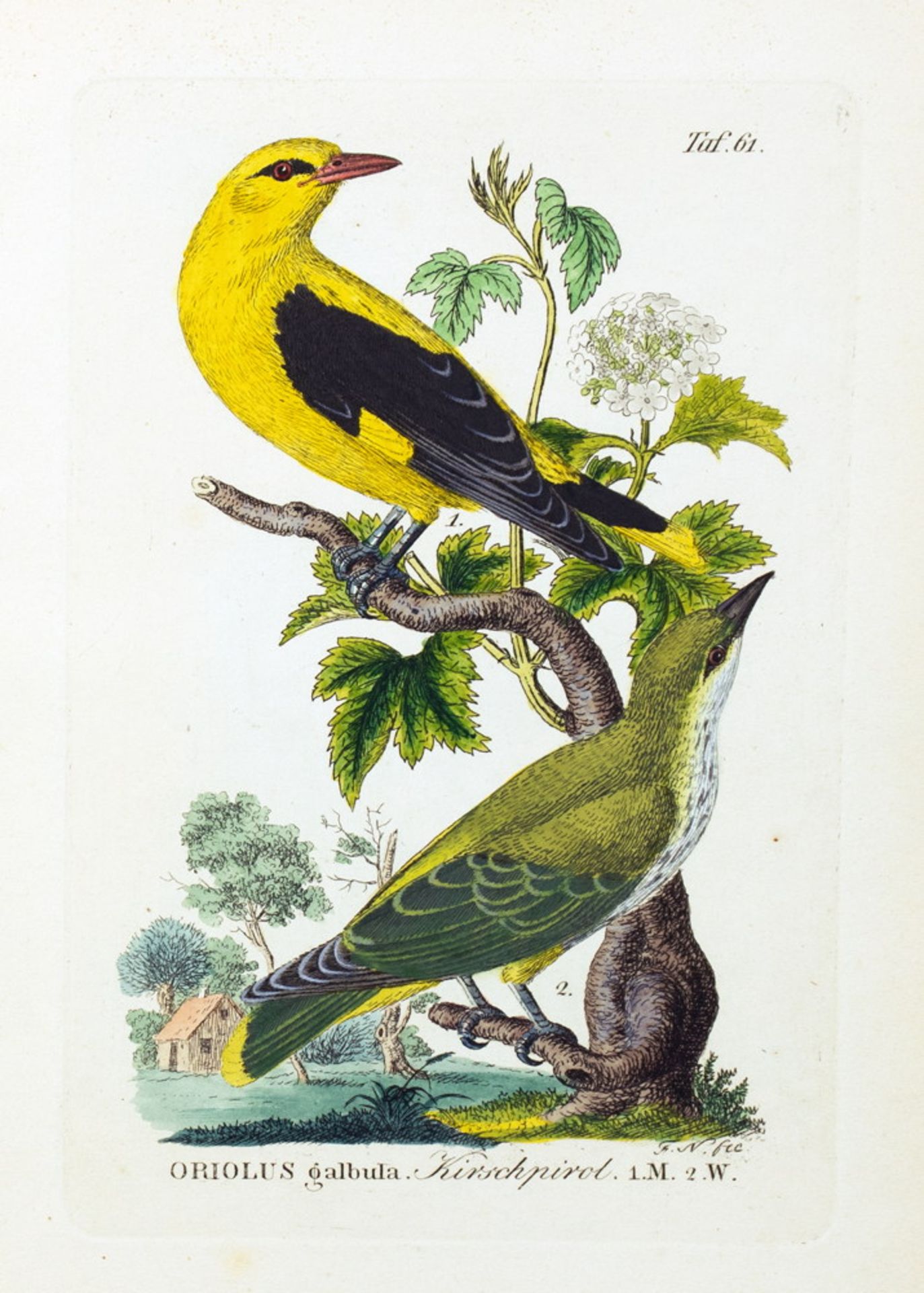 Johann Andreas Naumann. Naturgeschichte der Vögel Deutschlands,