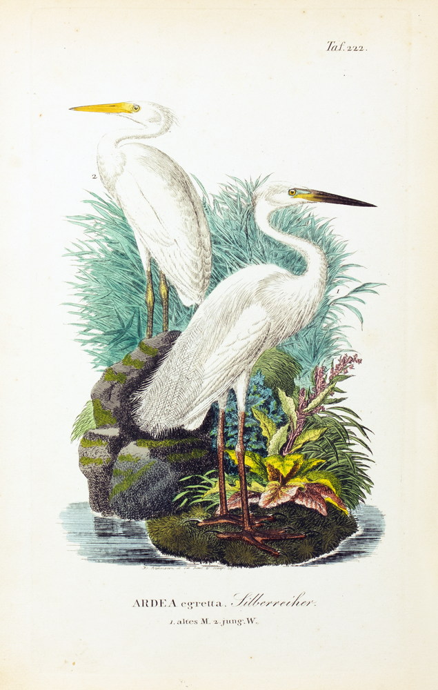 Johann Andreas Naumann. Naturgeschichte der Vögel Deutschlands, - Image 8 of 11