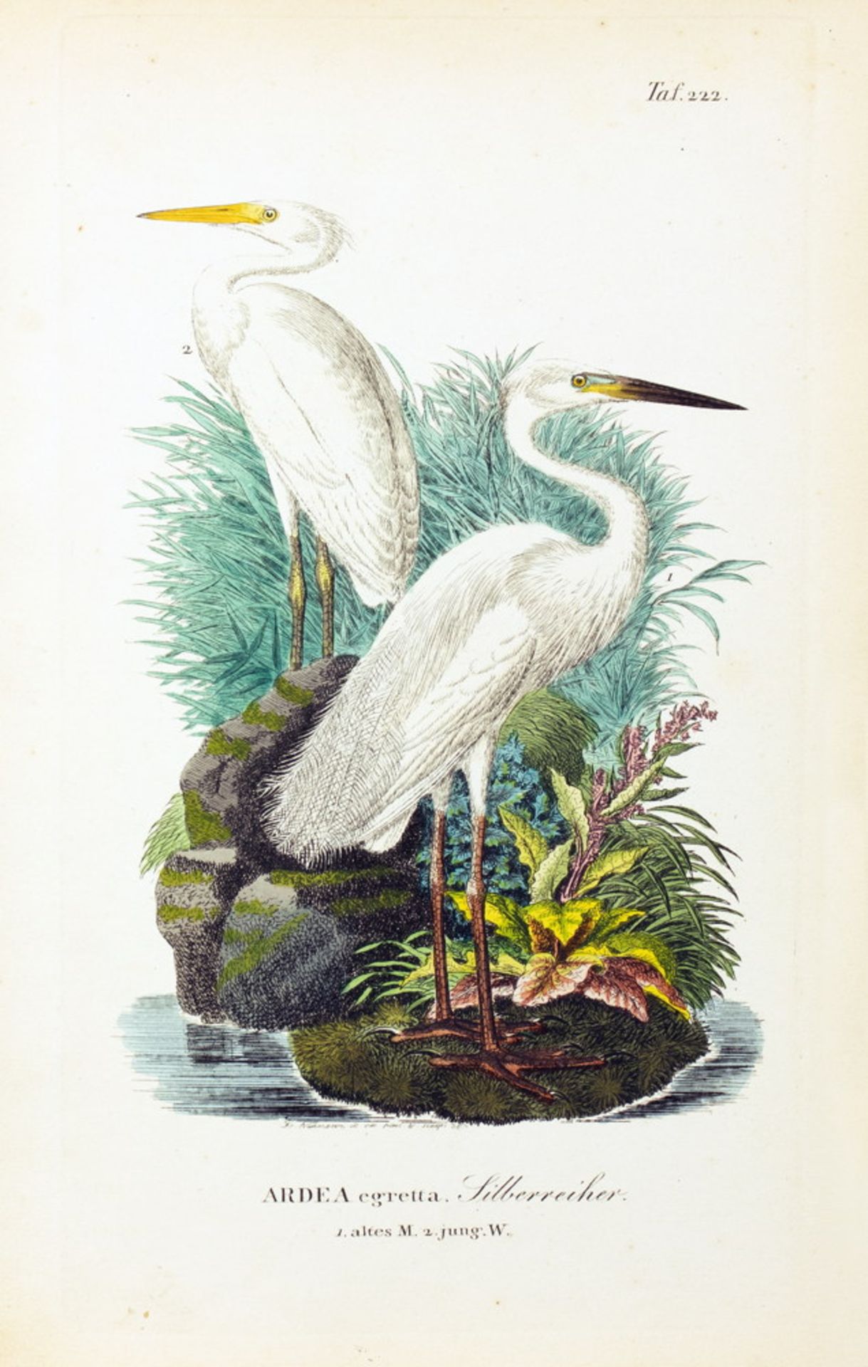 Johann Andreas Naumann. Naturgeschichte der Vögel Deutschlands, - Bild 8 aus 11