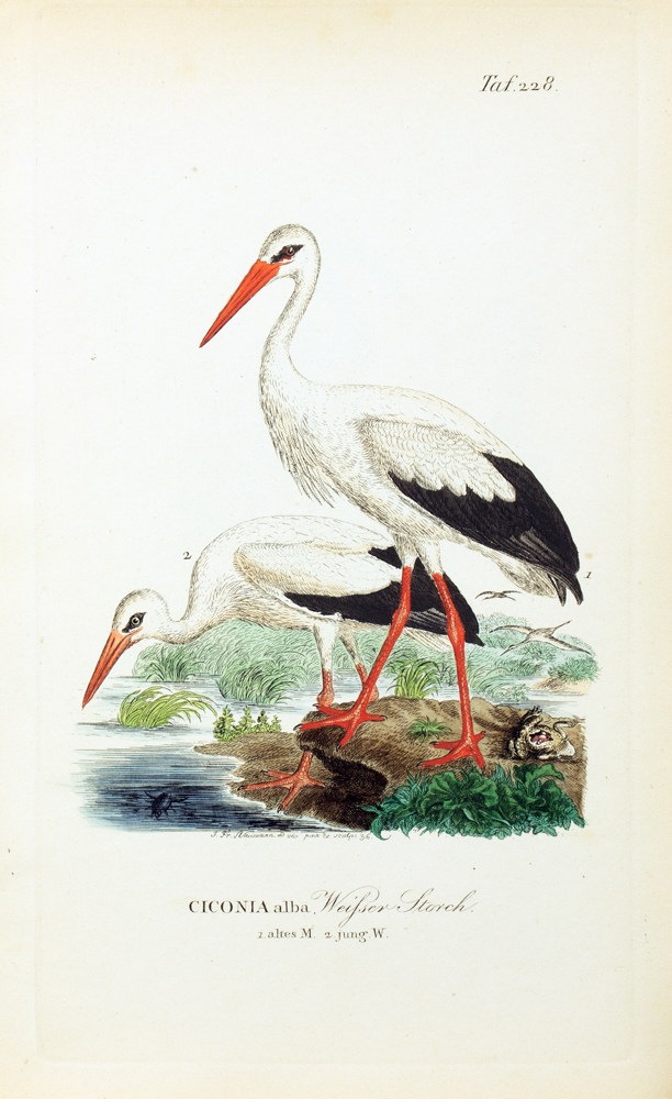 Johann Andreas Naumann. Naturgeschichte der Vögel Deutschlands, - Image 7 of 11