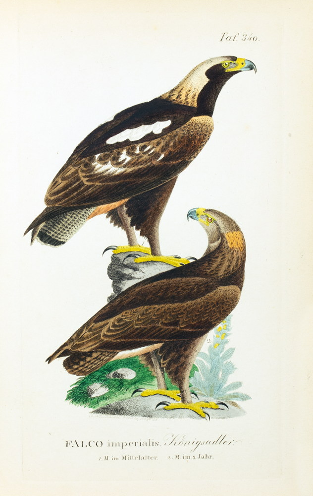 Johann Andreas Naumann. Naturgeschichte der Vögel Deutschlands, - Image 2 of 11