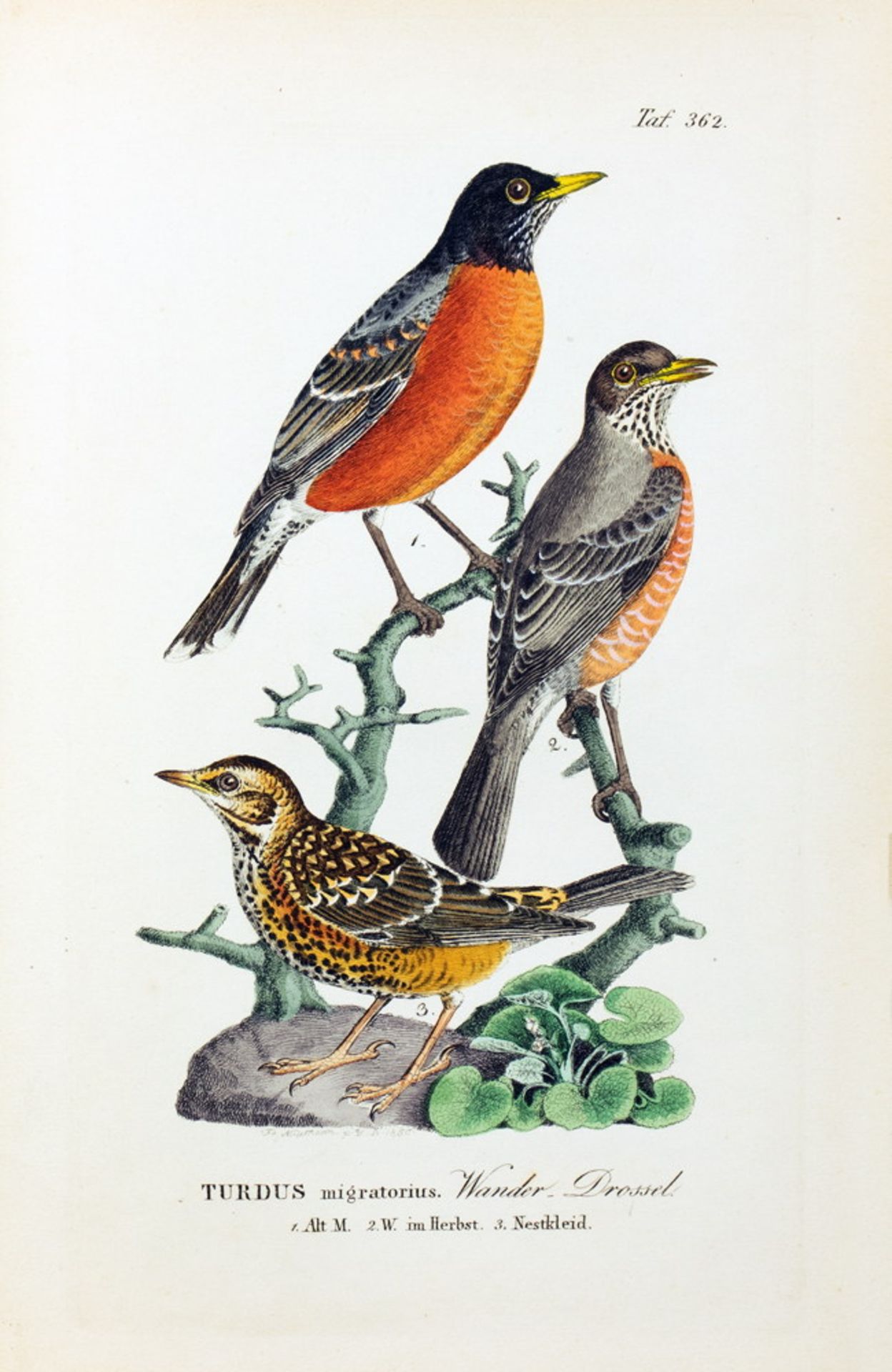 Johann Andreas Naumann. Naturgeschichte der Vögel Deutschlands, - Bild 11 aus 11