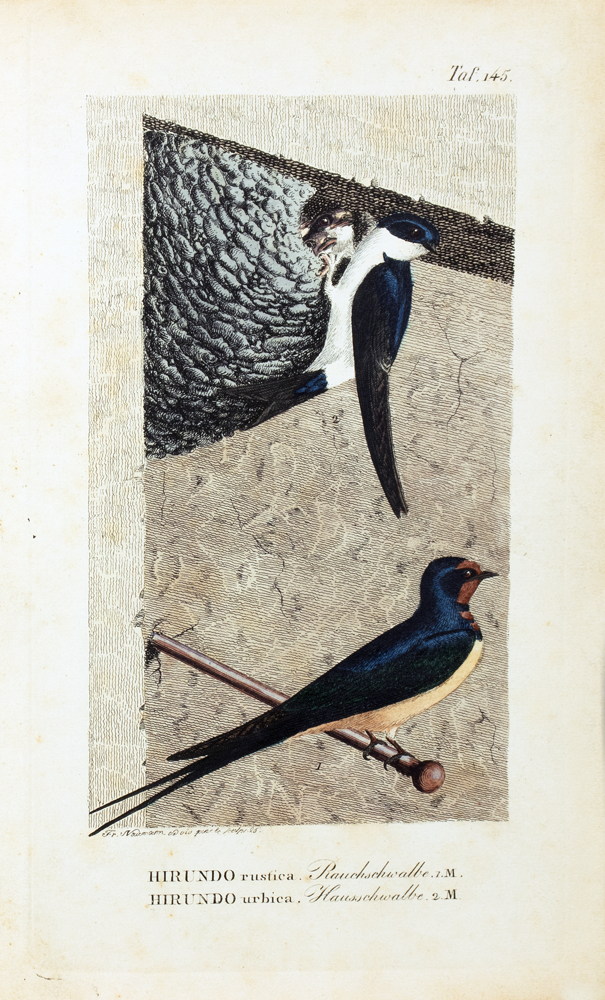 Johann Andreas Naumann. Naturgeschichte der Vögel Deutschlands, - Image 9 of 11