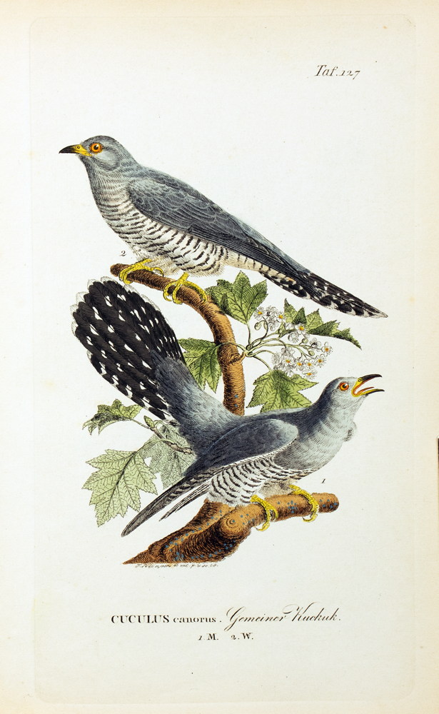 Johann Andreas Naumann. Naturgeschichte der Vögel Deutschlands, - Image 6 of 11