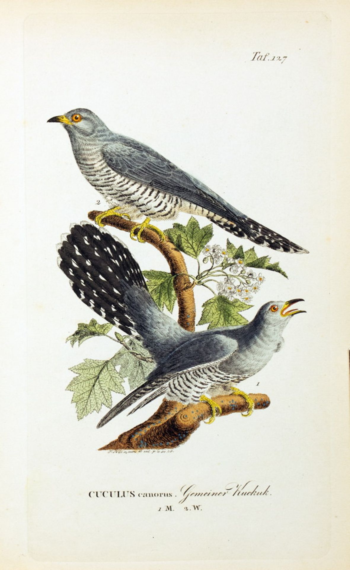 Johann Andreas Naumann. Naturgeschichte der Vögel Deutschlands, - Bild 6 aus 11