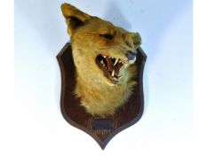 A Peter Spicer & Sons taxidermy of fox head with p