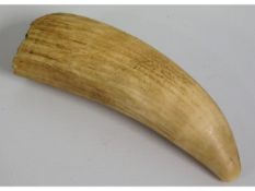 A 19thC. unworked sperm whale tooth, sold with cur