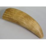 A 19thC. unworked sperm whale tooth, sold with cur