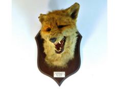 A Peter Spicer & Sons taxidermy of fox head with p