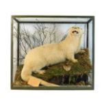 A glass cased early 20thC. taxidermy of a leucistic otter with note "Shot by James Pyper on Piper Hi