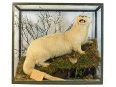 A glass cased early 20thC. taxidermy of a leucistic otter with note "Shot by James Pyper on Piper Hi