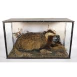 A c.1910 taxidermy badger & rabbit set within glass case. Case measures 32in wide x 12.75in deep x 1