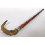 A walking cane with horn handle & H&F 1901 Birmingham silver collar inscribed "Presented by members