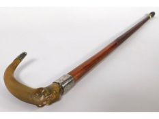 A walking cane with horn handle & H&F 1901 Birmingham silver collar inscribed "Presented by members