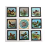 Nine glass butterfly related magic lantern glass s