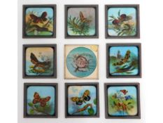 Nine glass butterfly related magic lantern glass s
