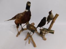 Four early 20thC. taxidermy birds including a phea