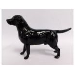A Beswick black Labrador figure, 8.25in long x 5.2