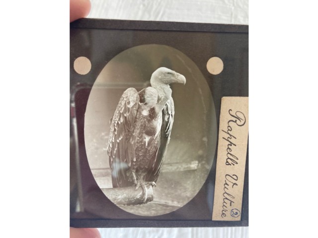A boxed quantity of photographic slides by Frank E. Roofe, a member of the Royal Photographic Societ - Image 7 of 16