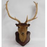 An antique taxidermy deer with sixteen point antle