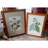 Tremaine Manor House: A pair of botanical prints i
