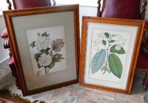 Tremaine Manor House: A pair of botanical prints i