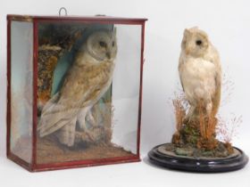 An antique cased taxidermied owl twinned with one
