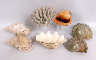 A collection of coral & seashells, for scale, cora