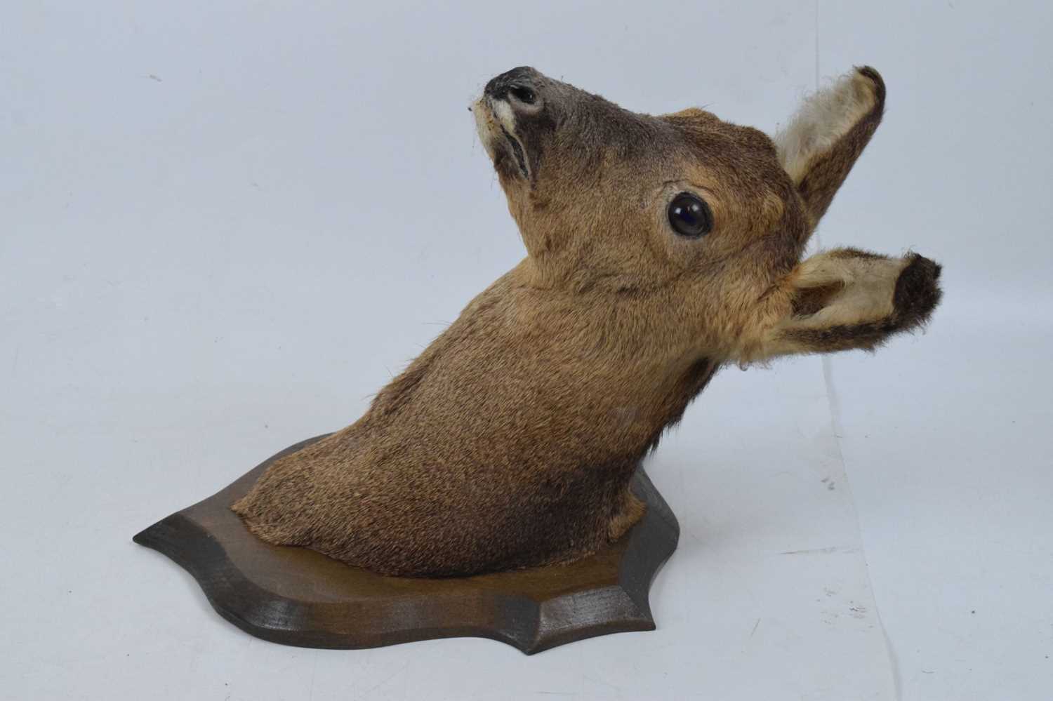 Taxidermy - Preserved shield-mounted deer head - Image 4 of 6