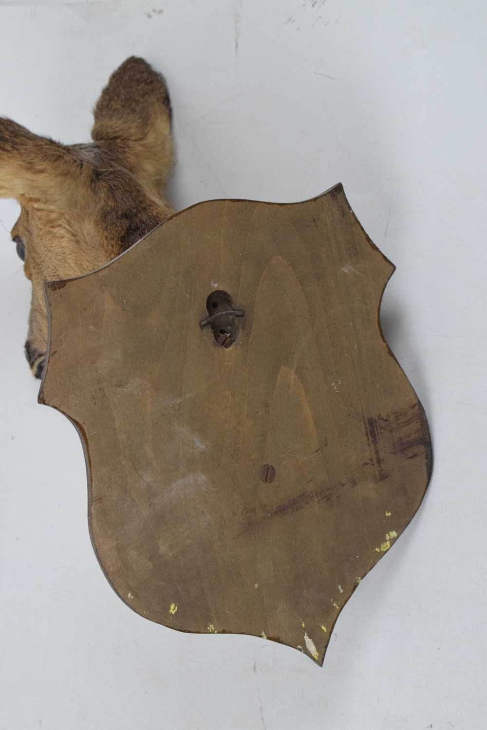 Taxidermy - Preserved shield-mounted deer head - Image 6 of 6