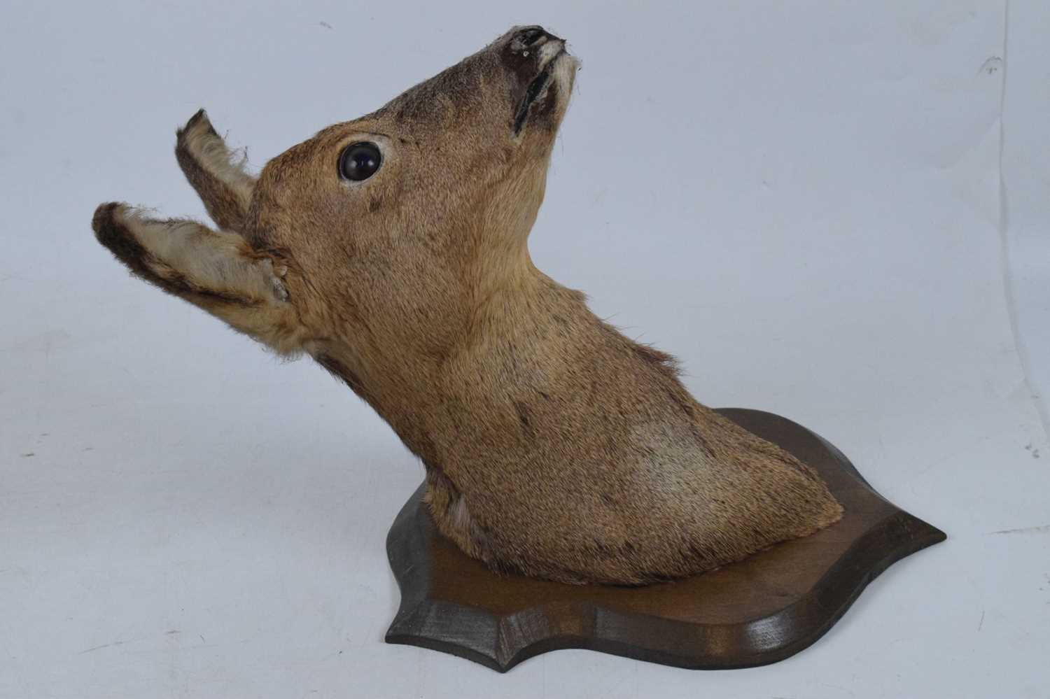 Taxidermy - Preserved shield-mounted deer head - Image 2 of 6