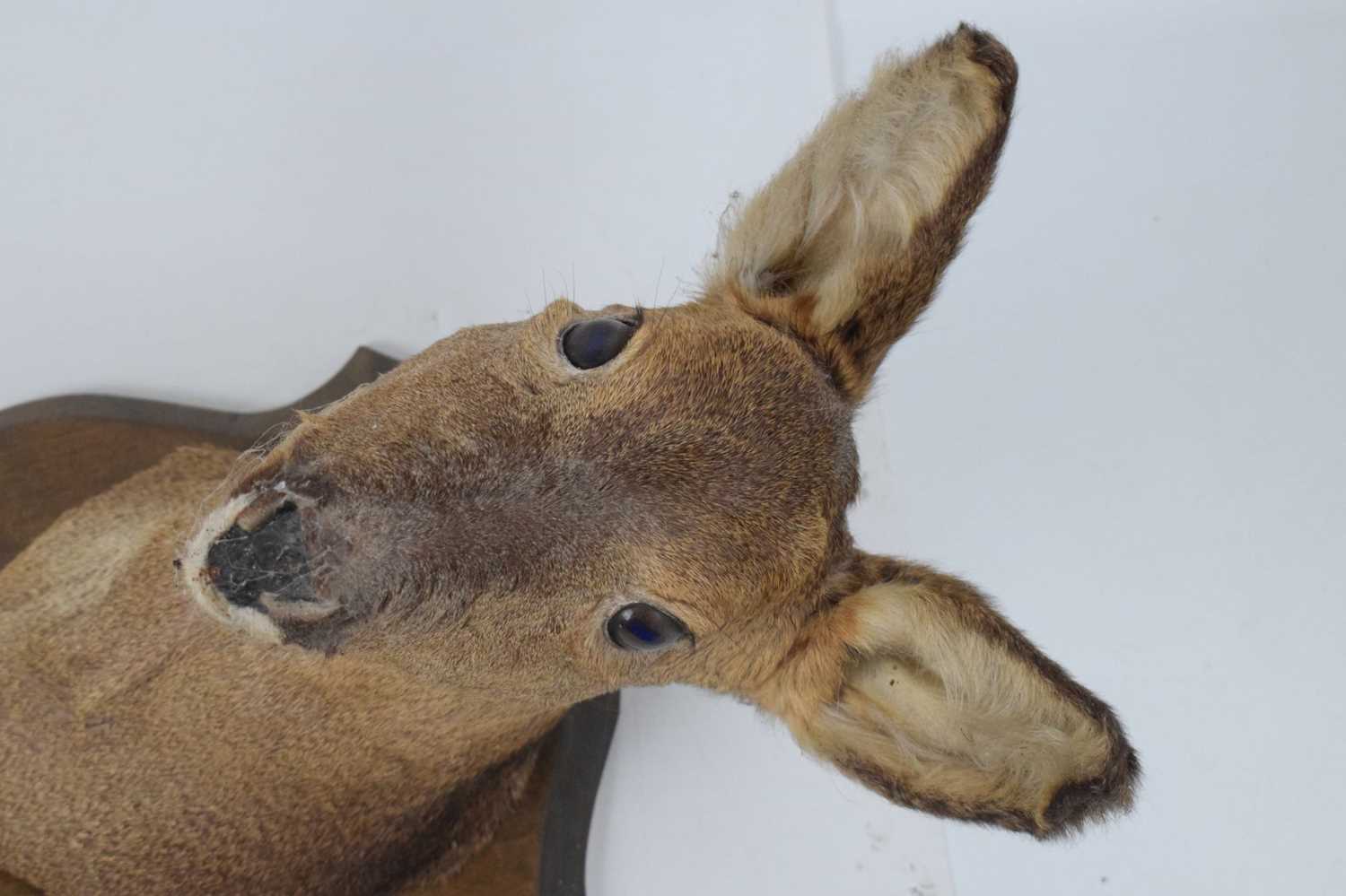 Taxidermy - Preserved shield-mounted deer head - Image 5 of 6