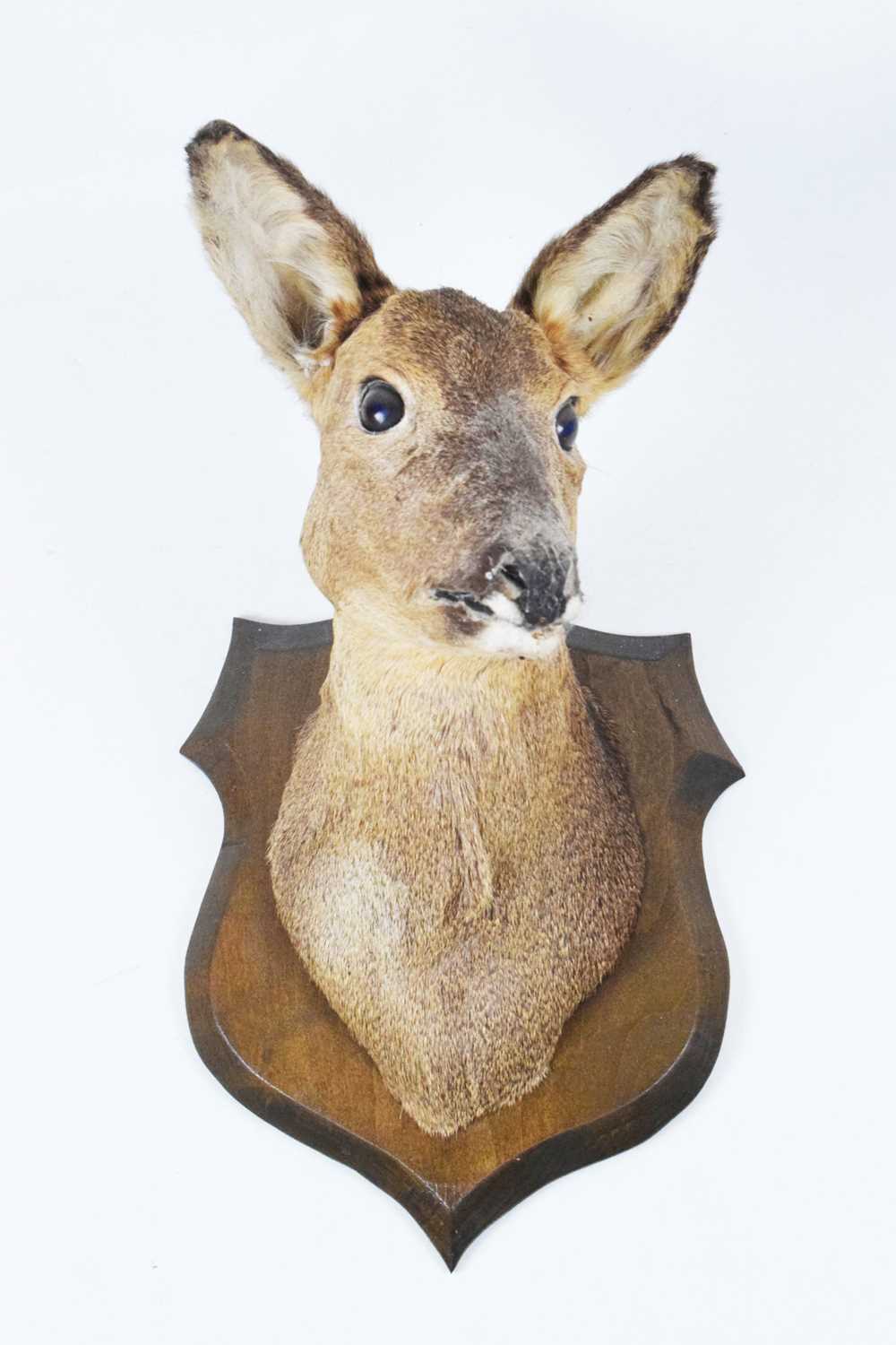 Taxidermy - Preserved shield-mounted deer head