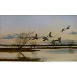 Campbell Black - Oil on canvas – Ducks in flight 2