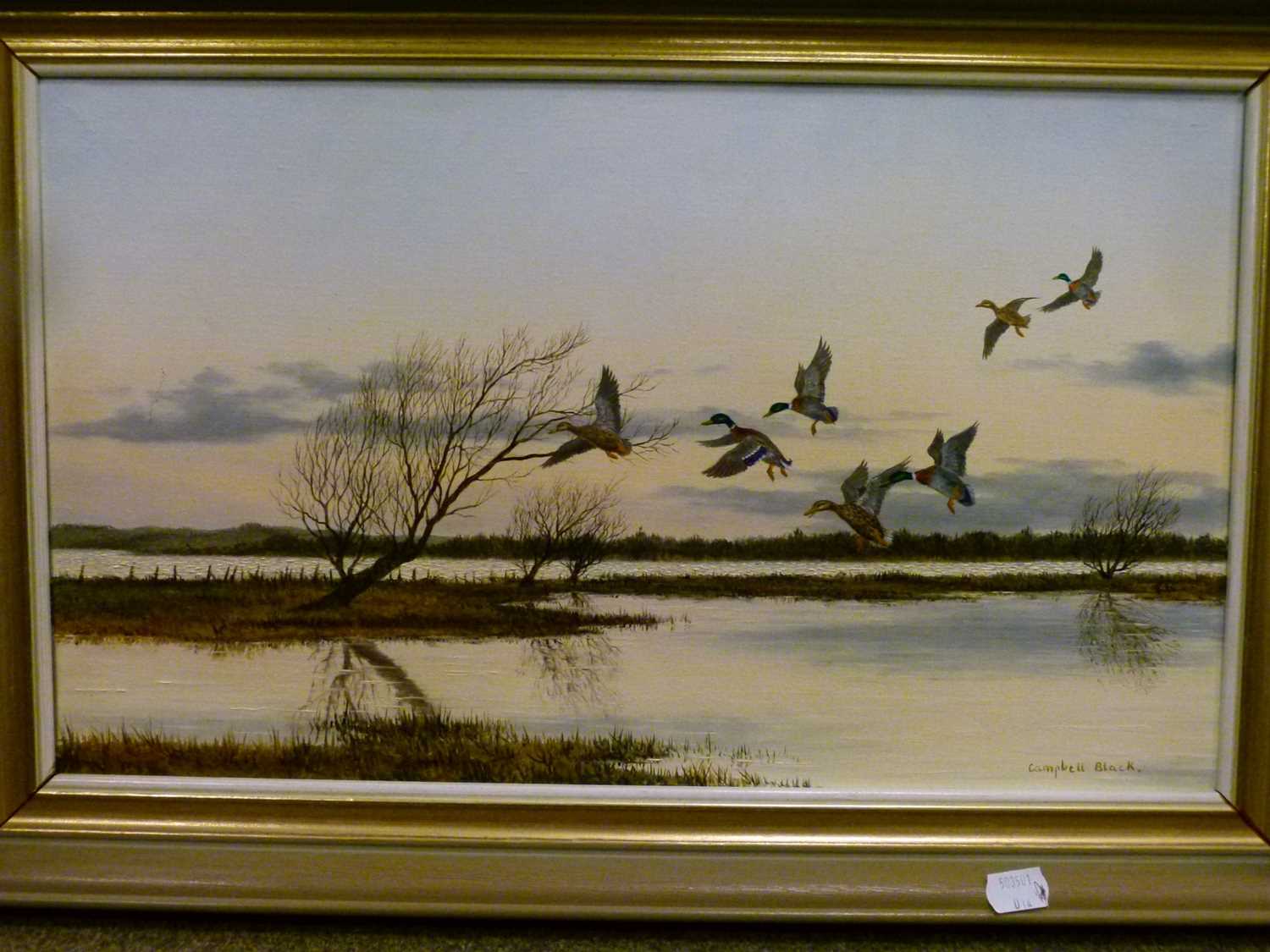 Campbell Black - Oil on canvas – Ducks in flight 2 - Image 6 of 6