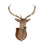 Taxidermy - shield-mounted red deer stag