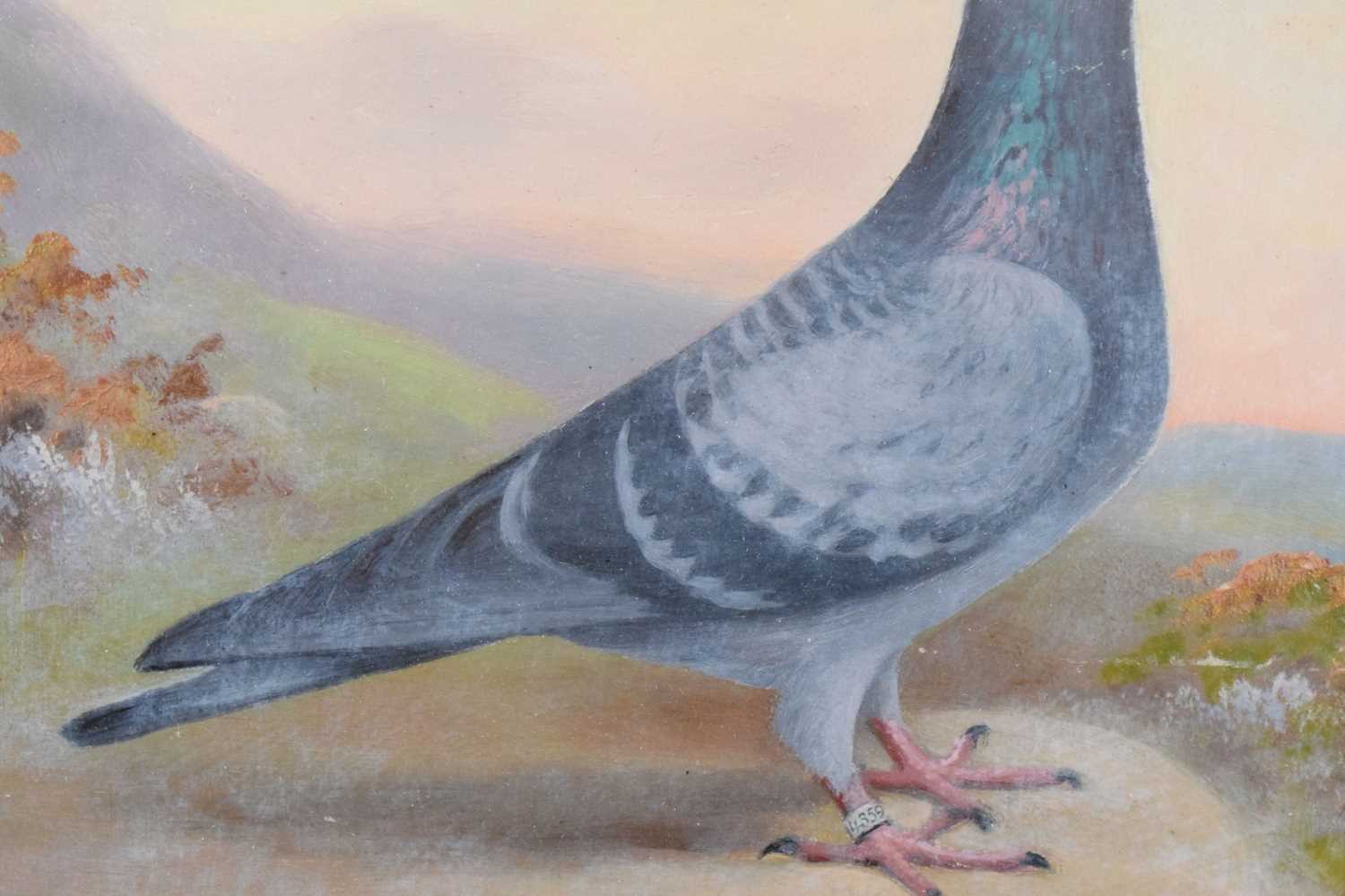 Andrew Beer (1862-1954) - Oil on canvas - Study of Racing Pigeon - Image 7 of 9