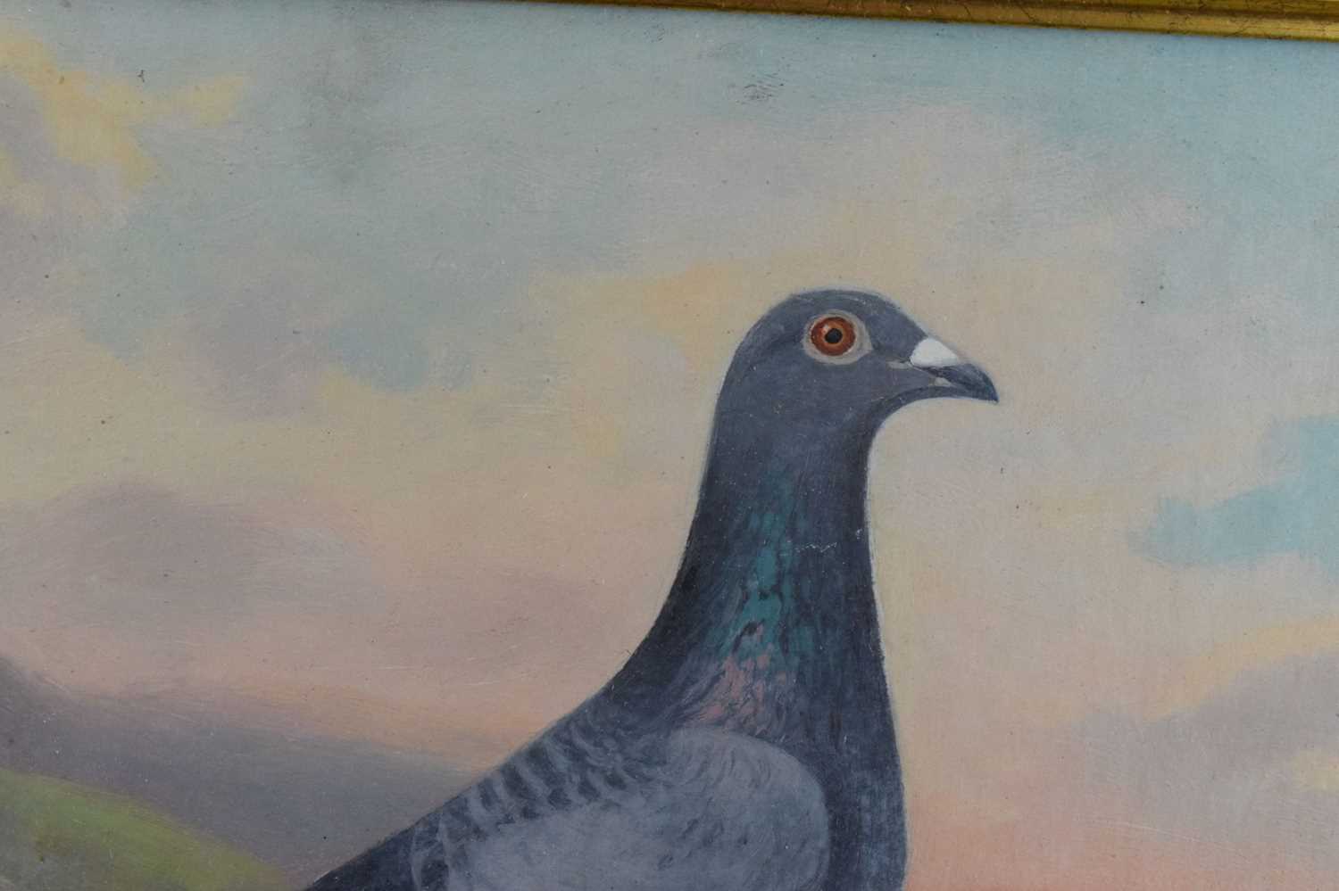 Andrew Beer (1862-1954) - Oil on canvas - Study of Racing Pigeon - Image 6 of 9