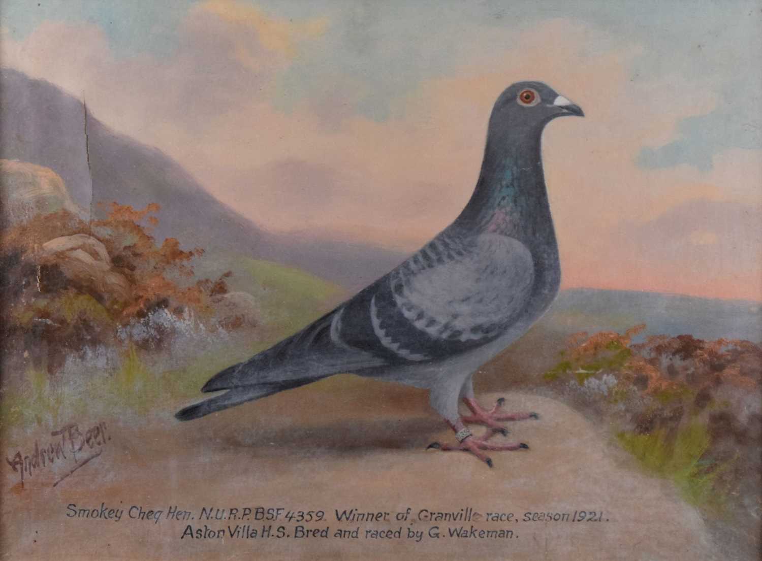 Andrew Beer (1862-1954) - Oil on canvas - Study of Racing Pigeon